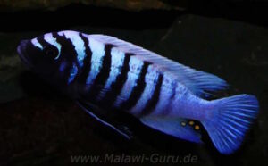 Metriaclima zebra 'Thumbi West'